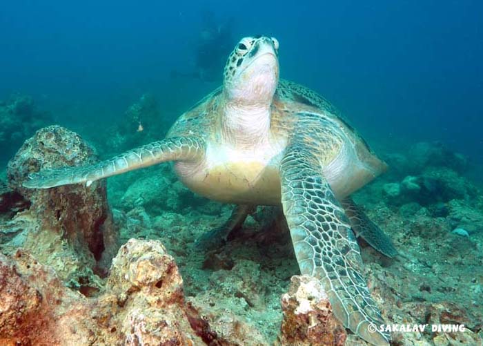 Snorkeling with green turtles in Madagascar